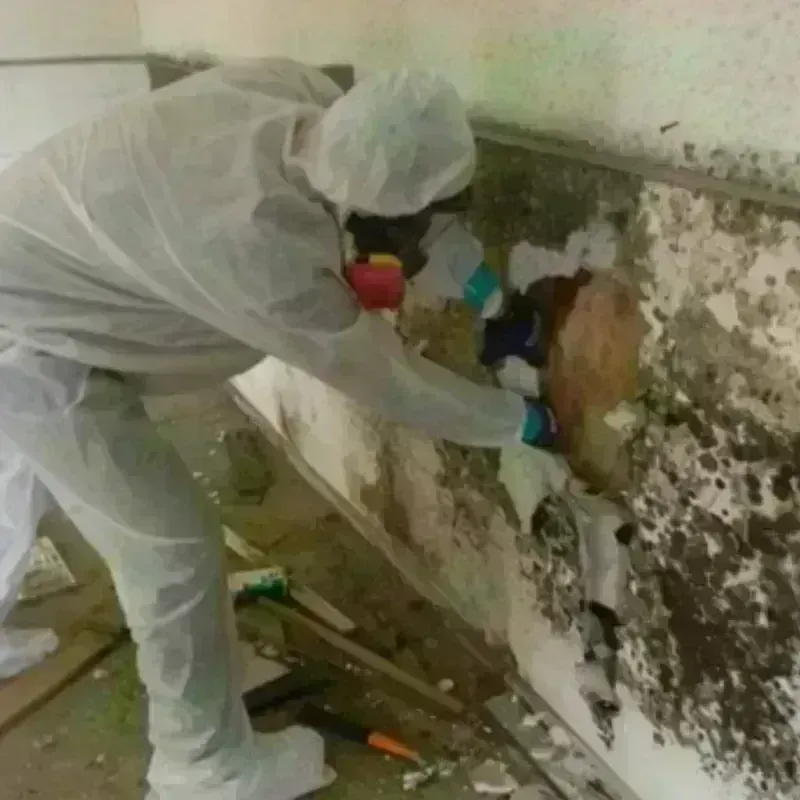 Mold Remediation and Removal in New Castle, NH